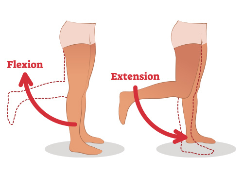 Flexion and Extension of the Knee